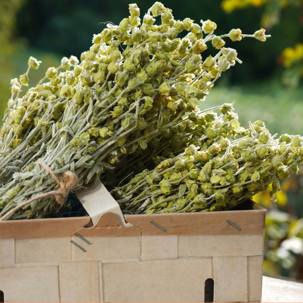 Greek Mountain Tea (Mount Olympus)
