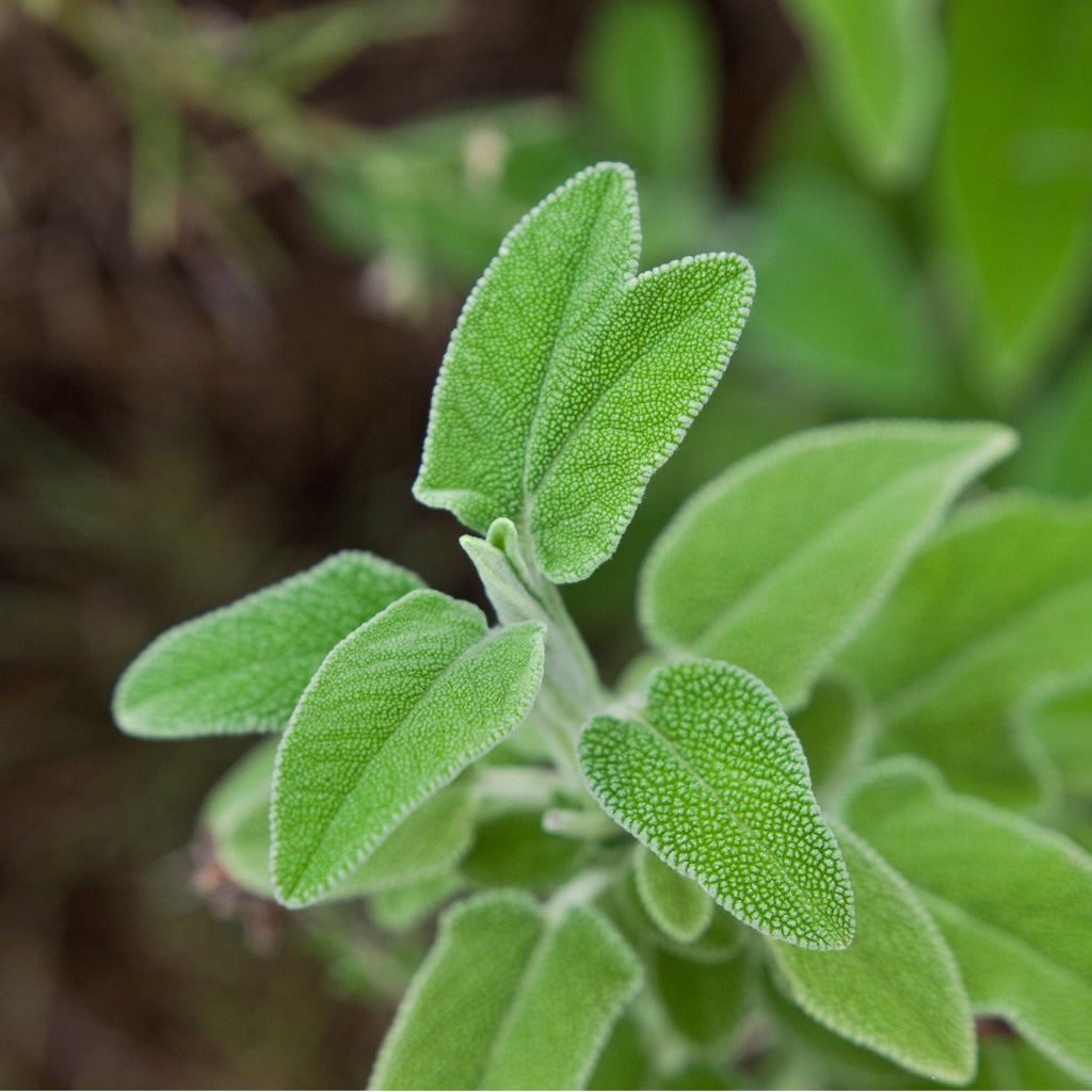 Greek Sage (Ikaria, Blue Zone)